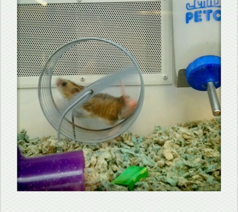 Petco - Hallandale Beach, FL