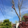 Bigelow's Tree Service and Lawn Care gallery