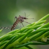 Greenway Pest Solutions gallery