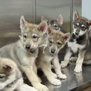 Capitol Area Animal Medical Center - Veterinarians