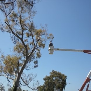 Evergreen Arborist Consultants - Los Angeles, CA