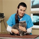 Hollydale Veterinary Hospital - Veterinarian Emergency Services