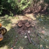 Sam's Tree Service gallery
