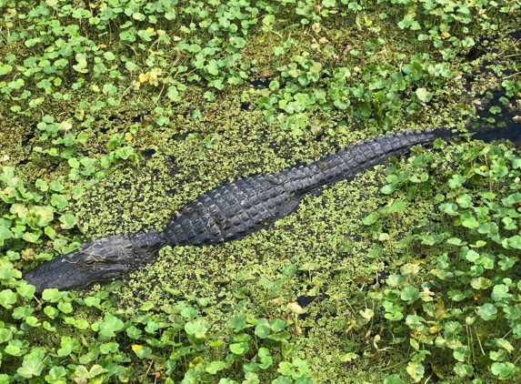 Sweetwater Wetlands Park - Gainesville, FL