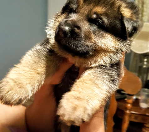 Florida German Shepherd Puppies - Orlando, FL