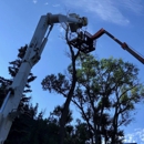 Wilson's Tree Service - Arborists