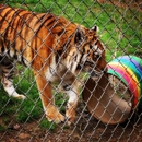 Carolina Tiger Rescue - Animal Shelters