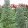 Christmas Tree Lot at Moon Valley Nurseries - Buda gallery