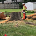 Astorino's Tree Service