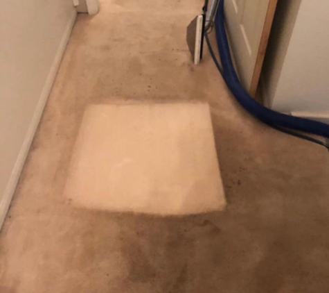 Dirt Free Carpet