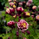 Lynde Greenhouse & Nursery and Landscape Design - Garden Centers