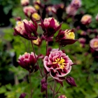 Lynde Greenhouse & Nursery and Landscape Design