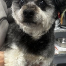 Cherie's pet salon - Pet Grooming