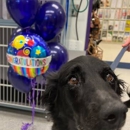 VCA Far Country Animal Hospital - Veterinarians