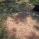 Stump Grinding Services