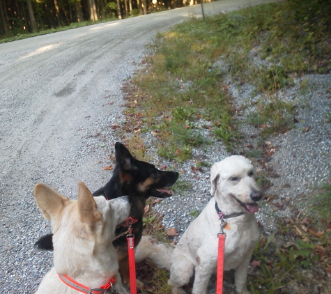 Way of The Wolf Dog Training - Danby, VT