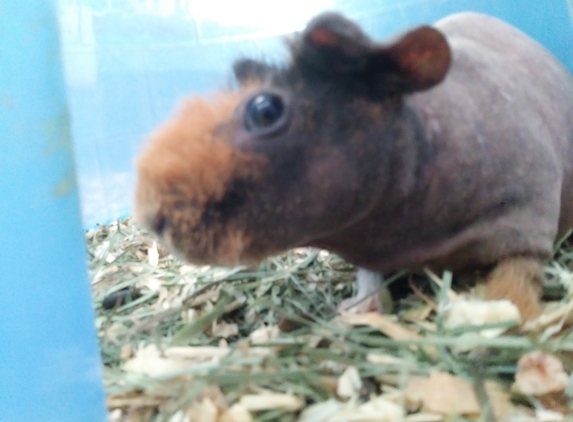 Cavy Care Inc - Aurora, CO