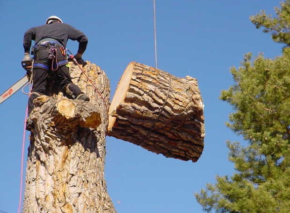 Tree Specialist Tree Service - clio, MI