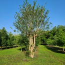Associated Treemasters - Tree Service