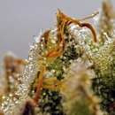The Hempire Collective Weed Dispensary - Holistic Practitioners