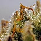 The Hempire Collective Weed Dispensary