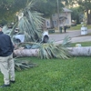 Breidenbach Tree Service of Central Florida gallery