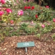 Berkeley Rose Garden