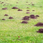 Cardinal Lawns