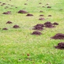 Photo #01