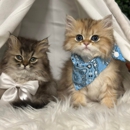 The Grand Feline Hotel & Salon - Pet Boarding & Kennels