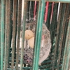 Badger Pest Control gallery