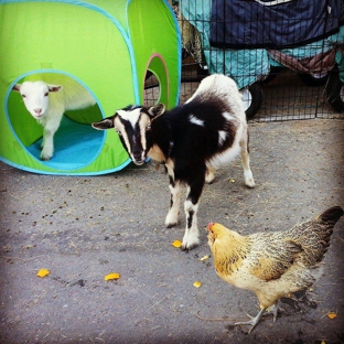 San Diego Petting Zoo - San Diego, CA