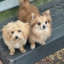 Hoffman Haus Pet Resort - Pet Training
