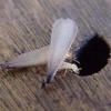 Royal Termite Control, Inc gallery
