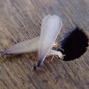 Royal Termite Control, Inc - Pest Control Equipment & Supplies