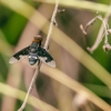 BugMaster gallery