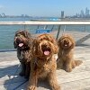 Pampered Pets NYC Dog Walking and Cat Sitting
