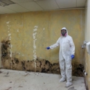 Pro Mold Solutions - Mold Remediation