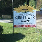 Sussex County Sunflower Maze