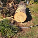 Big Orange Tree Services - Arborists