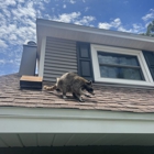 Gulf Coast Wildlife Removal Fl