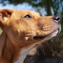 Hallie Hill Animal Sanctuary - Animal Shelters