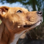 Hallie Hill Animal Sanctuary