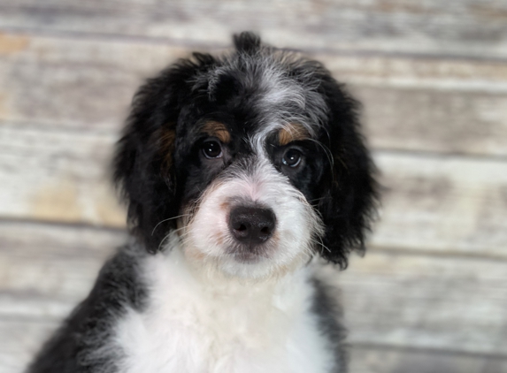 Central Illinois Puppyland - Arthur, IL