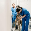 GoodVets Gowanus gallery