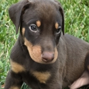 Draggin Dobermans & Great Danes - Pet Breeders