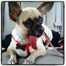 PetSmart - Pet Stores