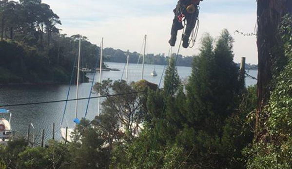 Roots 2 Leaves Tree Services Pty Ltd - Swan Reach, VIC