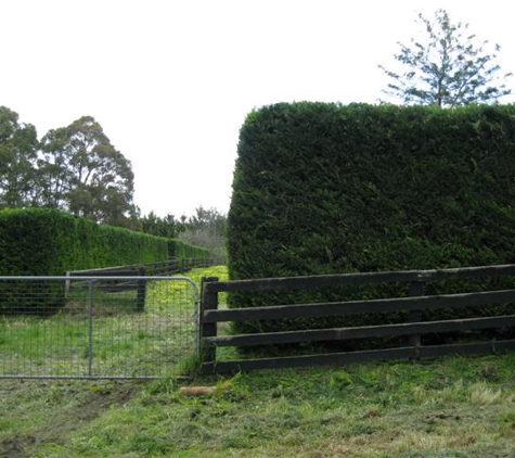 Drouin Tree Services - Drouin, VIC