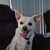 Northside Vet Care - Veterinary Surgeons